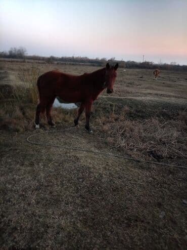 Gəmiricilər: Erkək, il: 2, Ünvandan götürmə — 3