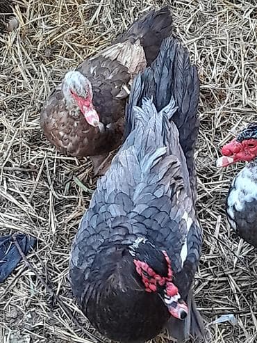 Atlar: Təmiz Musk ördəkləri yalnız erkək ördək satılır hazırda 6 kqa yaxın — 4