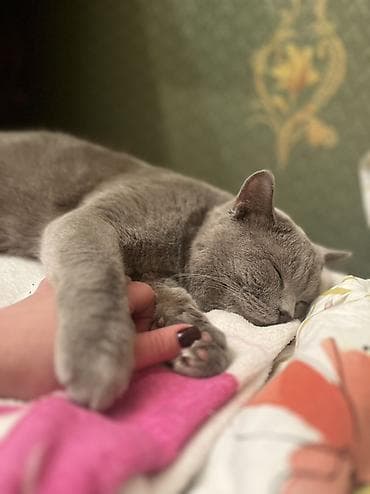 pişikler ucuz: Şotland, Erkək, Cütləşmə üçün, Ödənişli çatdırılma — 3