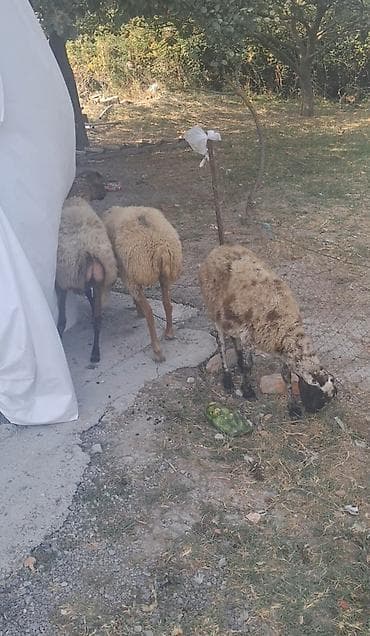 ev pişik adları: 3 dene qoyndu gogazdilar — 2
