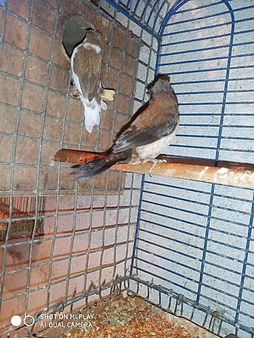 pisik satilir: Amadinlər satılır risovka amadin yapon zebra amadinləri — 10