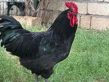 toyug cucə: Xoruz, il: <1, Ünvandan götürmə — 2