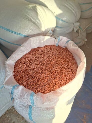 3d aboylarin qiymeti: Məhsuldar Bugda toxumu satılır Beyləqanda aqrotexniki qaydalarla — 1