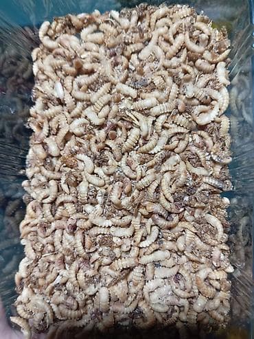 lelekli heyvanlar: Un Qurdu canlı yem və böcəkləri qış mövsümündə heyvanlar və quşlar — 3