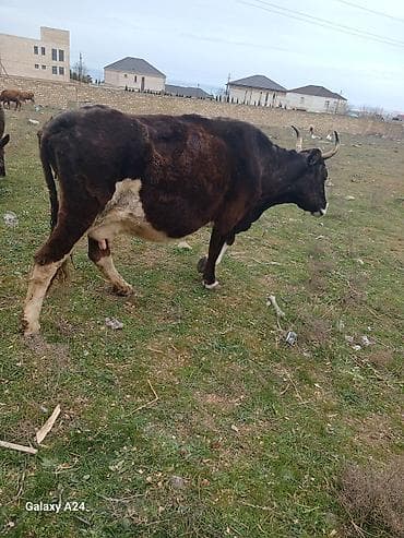 cuce ve xoruz temsili: Tecili sok sok qimete inek satilir tecilisagilir 6 litir sudu var — 2