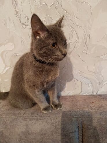 it ev: Erkək, Yaxşı əllərə, Pulsuz çatdırılma — 2