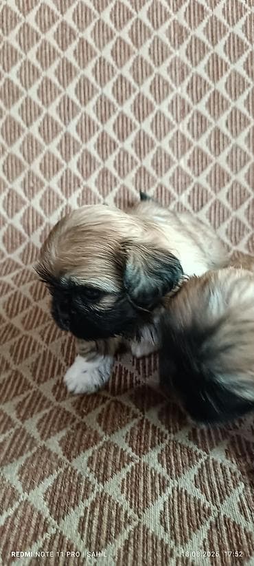 Pekines, 2 ay, Dişi, Peyvəndli