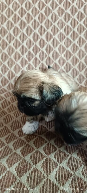 it cütləşdirmək: Pekines, 2 ay, Erkek — 1