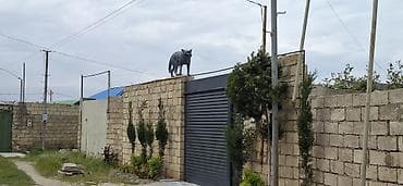 amerika azerbaycan saat ferqi: Fiqur — 7