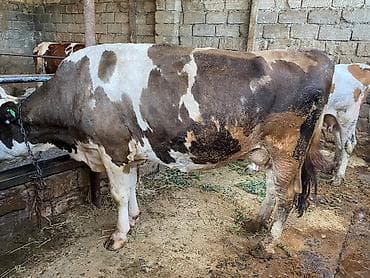 mal bazari: Ünvan məhəmmədi Südlük inəklər mor 15 16 balasız qara ala 14 balasız — 2