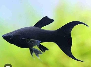 Животные: Моллинезия, Мирные — 4