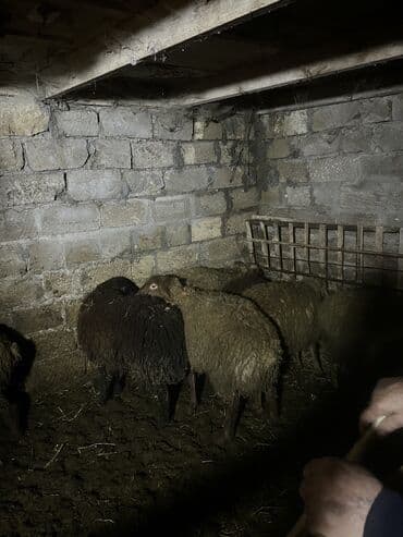 передержка кошек баку: 3 ay bordağ saxlanmış toxlulardı 9 aylıqdır diri çəki 9,50 Azn — 2