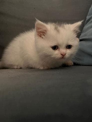 ağ pişik: Şotland, Dişi, Yaxşı əllərə, Ünvandan götürmə — 4