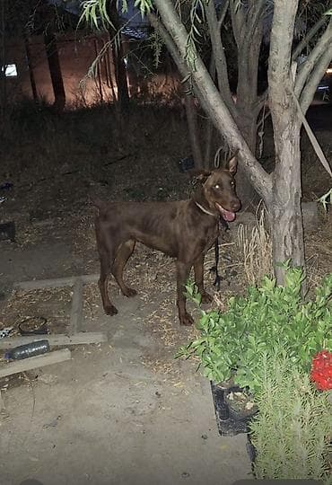 it xaski: Doberman — 1