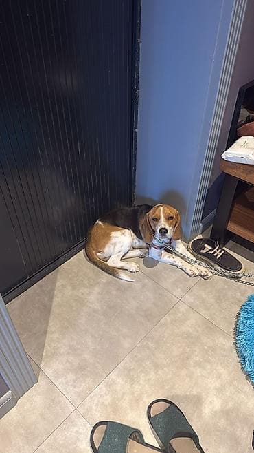 бигль цена: Бигль, Самец, С прививками — 3