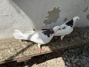 goyercin berde type 0: Cavan quslardi goy boyun mayadi mor erkey olmalidi — 3