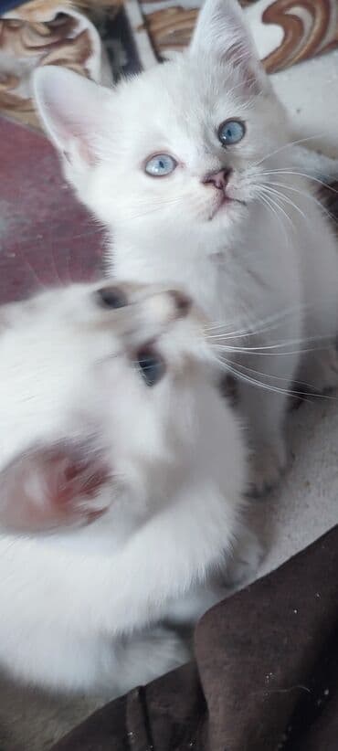 golden it cinsi: Şinşilla, Erkək, Yaxşı əllərə, Ünvandan götürmə, Ödənişli çatdırılma — 8