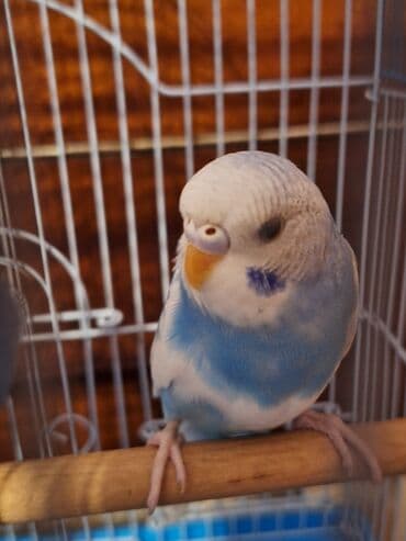 xaski bala: Salam aleykum.Yemə təzəcə düşüb,insana meyilli quşdur sadəcə məşğul — 2