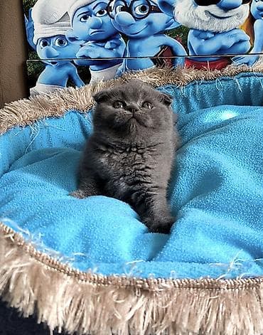 it qiz sekilleri: Şotland, Dişi — 1