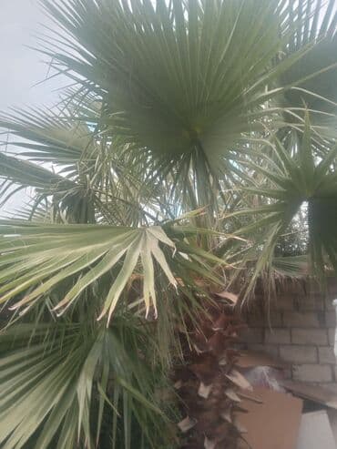 banan agaci: Salam palma ağaci satilir 2 denedi texmienen 3 metr boylari var — 2