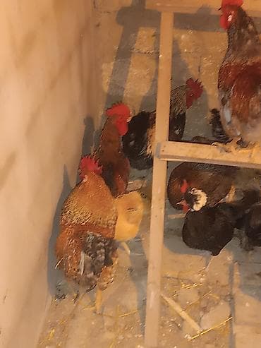 heyet it: Məhsul: Yerli xoruz və toyuqlar (qarışıq rənglər) Ancaq damazliq etlik — 2