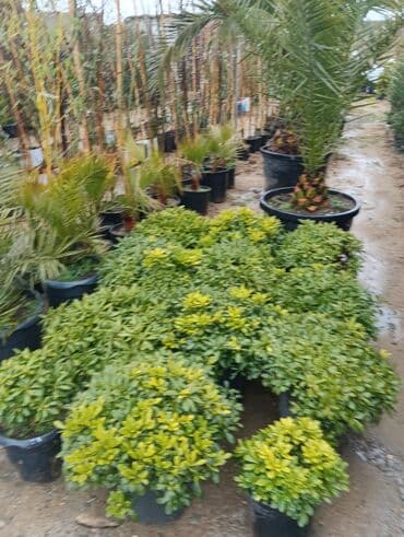 perlit qiyməti: Gul cicek agaclar qazonlasrlma torf gubresi,perlit,torpaq,peyin — 4