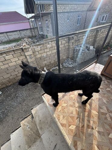 qız it adları: Qara rəngli it – güclü, çevik və ayıq-sayıq gözətçi Euro afçarkadır — 2