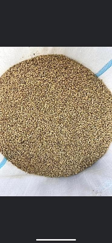 linolyum qiymeti: 2 ton hazir kisede temiz arpa satilir,qiymet 40 qepik unvan Agsu — 1