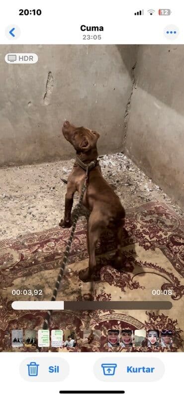 xaski erkek: Pitbul, Erkek — 3