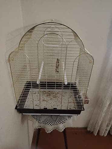 Животные: Korella yeke qefez hamsi bir yerde 100 azn Məhsulun təsviri: - Quş — 3