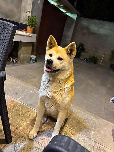 İtlər: Akita-inu, Dişi, Peyvəndli — 1