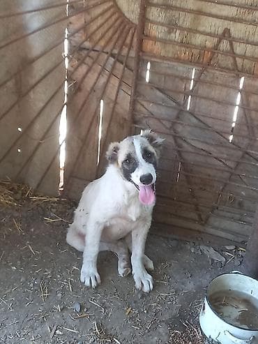 kangal iti satisi: 3 ay, Erkek, Peyvəndli, Ünvandan götürmə — 4