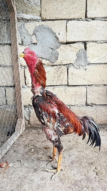 iri buynuzlu heyvanlar: Xoruz, il: <1 — 1