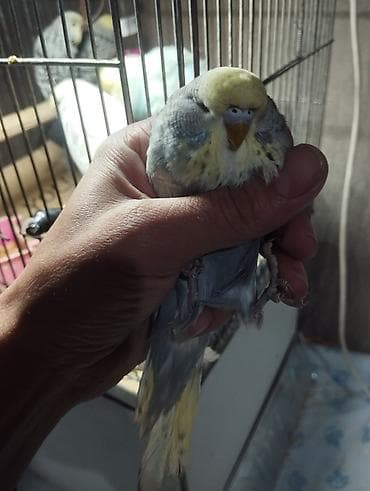 naxcivan heyvan elanlari: Jumbolar satilir,2 aylig balalardi biri mayadi 3 Erkey,qiymətlər — 3