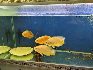 Heyvanlar: Oskar balığı, Yırtıcı — 2