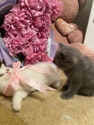 Renault: Britan, Dişi — 2