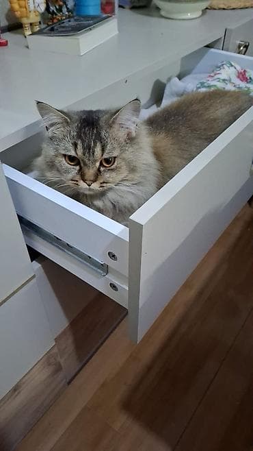 Собаки: Tüklü rengi kul rengi şotland sortu yaş yarım ev şəraitində boyun quma — 5