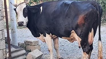 akvarium satışı: Təmiz qan smental düyə satılır dörd aylıq boğazdı təzə doğanda 20litr — 6
