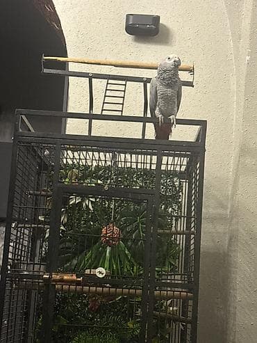 Heyvanlar: Afrika Parrot boz tutuquşusu və böyük metal qəfəs dəsti ilə birgə — 2