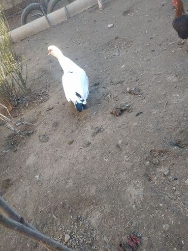 Inəklər, öküzlər: Erkək, | Lal ördək, Damazlıq, Ünvandan götürmə — 5