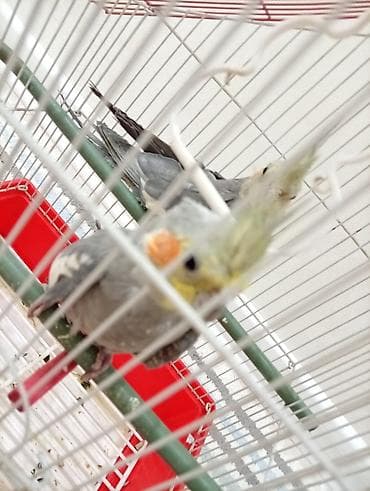 quş üçün qəfəs: Tutuquşu (korella) cutlukdu hamsi bir yerde 40m (qefes daxil — 3