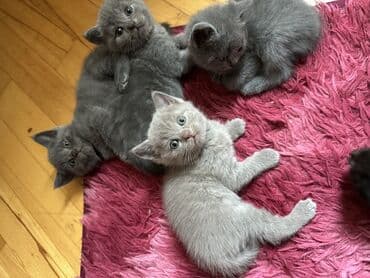 Digər heyvanlar: Şotland, Yaxşı əllərə — 6