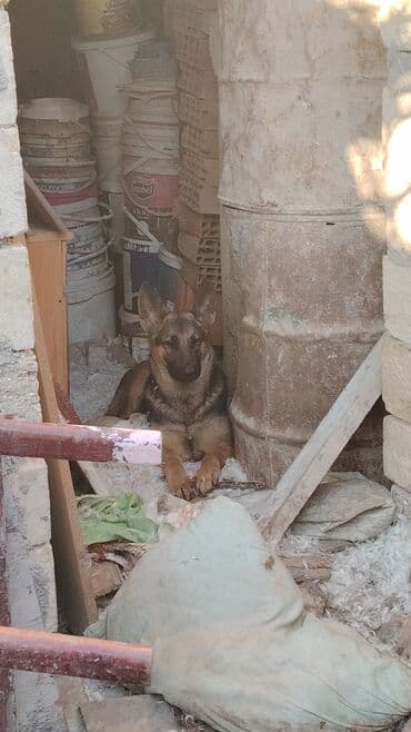coban iti sekilleri: Alman çoban iti, 9 ay, Dişi, Peyvəndli, Ünvandan götürmə, Ödənişli çatdırılma, Rayonlara çatdırılma — 4