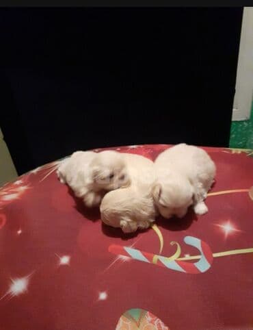 породистые собаки в добрые руки: Pekines — 3