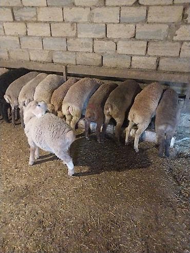 1 kq buğda qiyməti: Quzu, Erkək, ay: 6, 15 kq, Ödənişli çatdırılma — 4