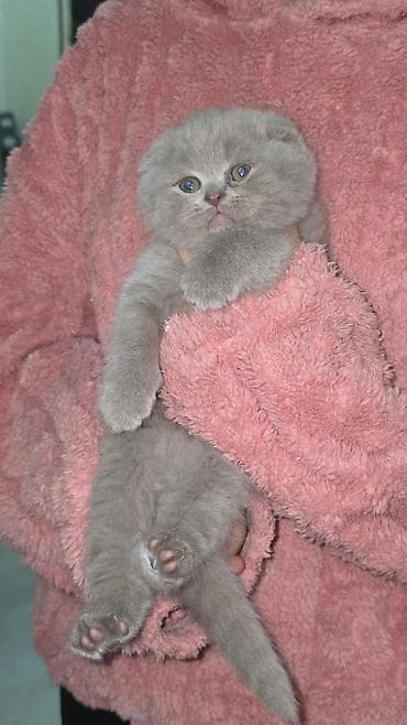 heyvan sahiblendirme: Şotland yastı qulaq — 1