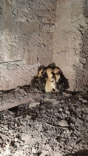 cücə satışı 2023: Məhsul: Krasnodar sortu ördək balaları - Yaş: 3 günlük - Sayı: 10 — 3