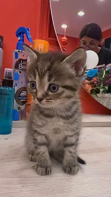 sfinks satilir: Siam — 4