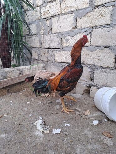 kent toyuq: Toyuq, Damazlıq, Ünvandan götürmə — 3