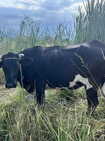 it yuvasi satisi: Südlük istiqamətli qara‑ağ inək 200 kg 1,11 yaşlıq - Rəng: qara — 3